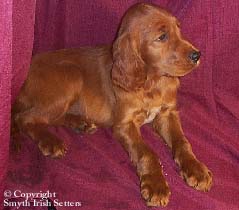 Field Irish Setter puppy for sale wa  ca or wa
