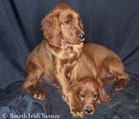 Hunting Irish Setter puppies bird dogs