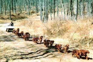 Irish Setters dog carting