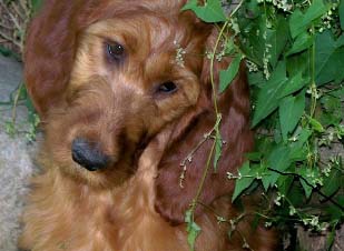 Irish Doodle puppies for sale adopt a pup