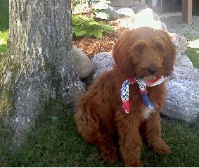 Irish Doodle puppy Jada