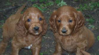 Irish Doodle puppy for sale