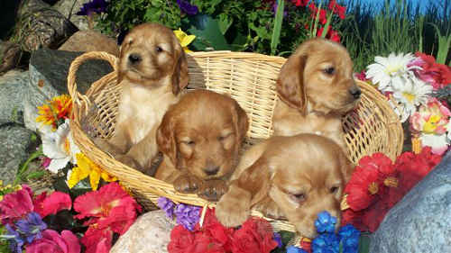 Golden Irish
Setter puppies