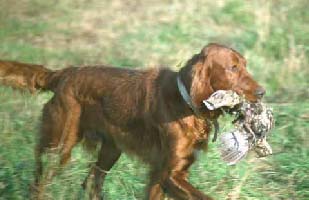 Field Irish Setters for sale.