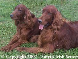 Adult AKC Irish Setters