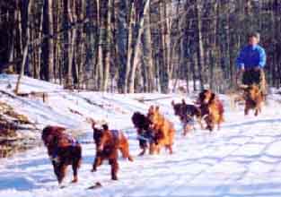 Irish Setters Dog sledding