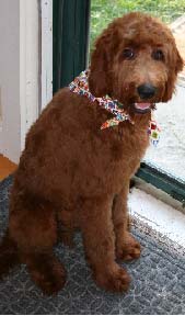 Irish Doodles for sale