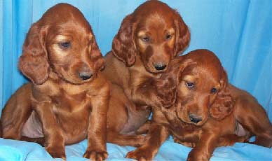 Irish Setter pups for sale near me Mn, IL, Wi, Mi, Ny, VA, FL, PA, MA