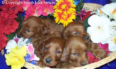 Adoption Irish Setter puppies for sale.