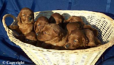 irish setter puppies for sale dog breeders