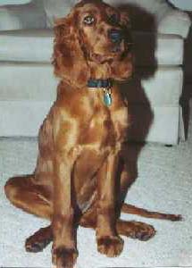 irish setter puppy
